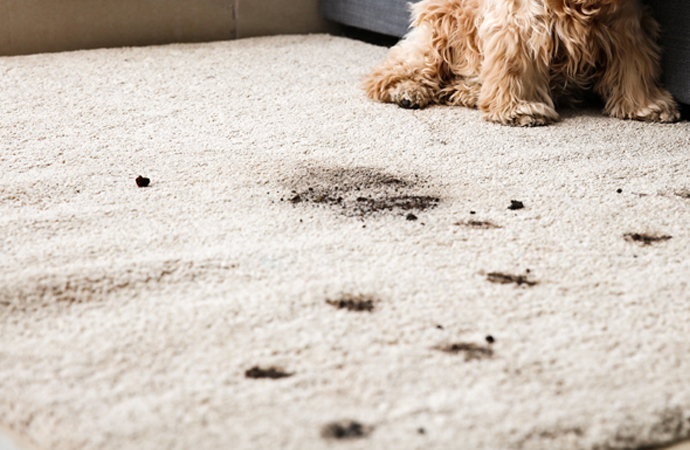 Pet Stain Removal Services in Your Local Area