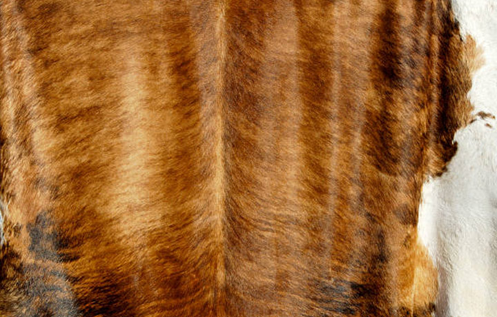 Cowhide Rug Cleaning In Your Local Area, How Can I Clean My Cowhide Rug