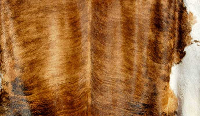 Cowhide Rug Cleaning in Your Local Area by Rug Rangers