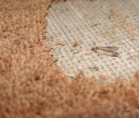 moth repellent for rugs