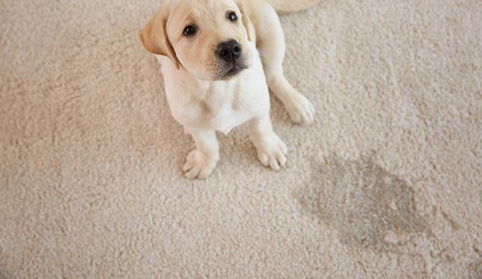 pet odor on rug