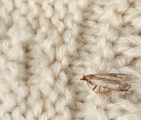 rug moth repellent