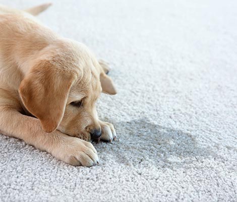 pet playing on the carpet